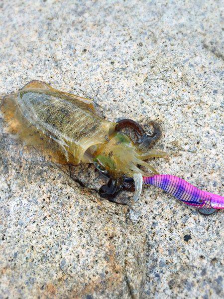 ようやくアオリが釣れました！