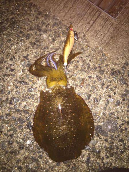 台風前にエギング