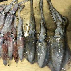 ケンサキイカまだ居る