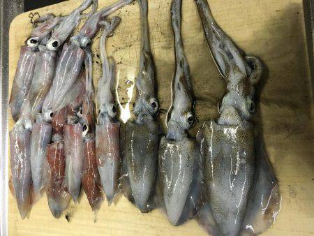 ケンサキイカまだ居る