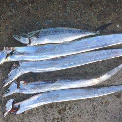 朝まずめ狙いでした