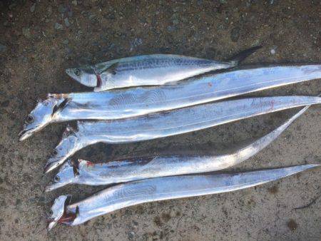 朝まずめ狙いでした