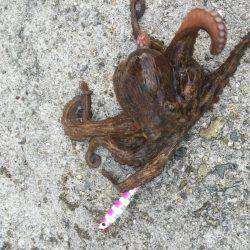 タチウオ狙いでタコ