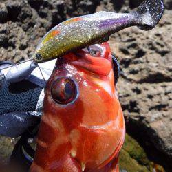 ハードロックショア