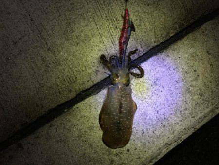 深夜のエギング