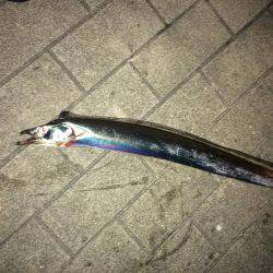 なかなかのサイズ