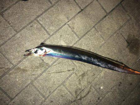 なかなかのサイズ