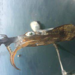 お散歩エギング♪