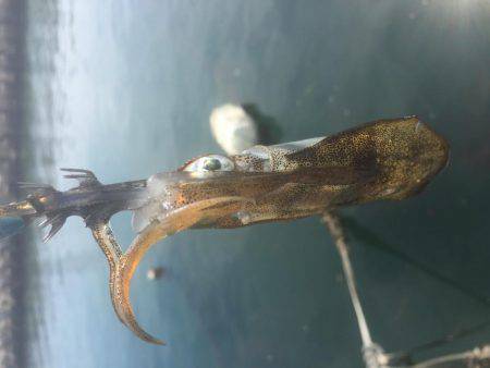 お散歩エギング♪