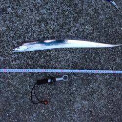 青物狙いの前に太刀魚