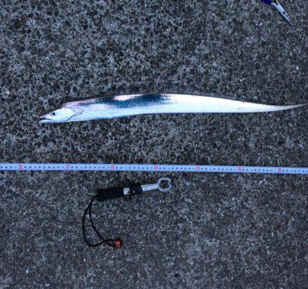 青物狙いの前に太刀魚