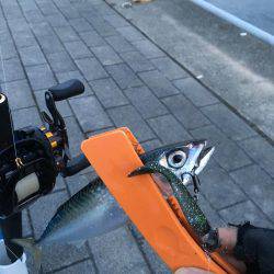 今朝のコスモはサバ日和