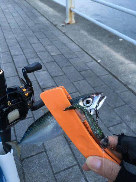 今朝のコスモはサバ日和