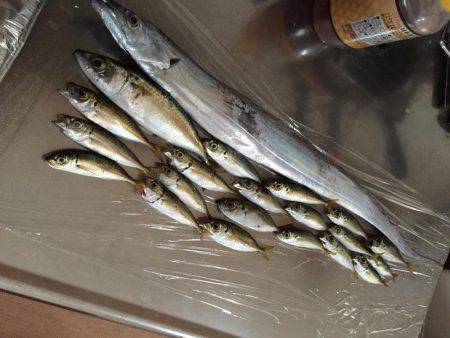 354不在につきサビキ