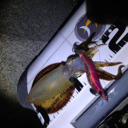 アオリにスイッチ?