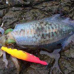 中紀デイエギング