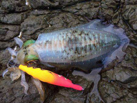 中紀デイエギング