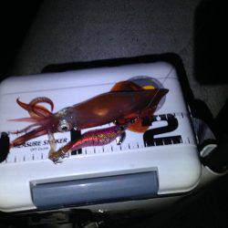 ケンサキ終盤？？