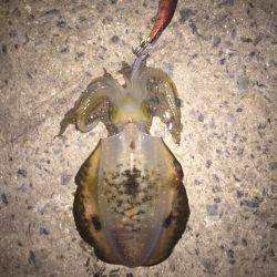 今日は月が明るいです(○´3`○)ノ