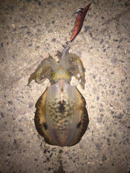 今日は月が明るいです(○´3`○)ノ