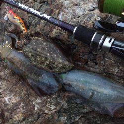 ナイトエギング