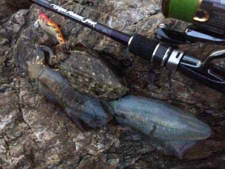 ナイトエギング