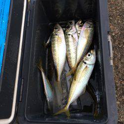 アジ釣り㉟