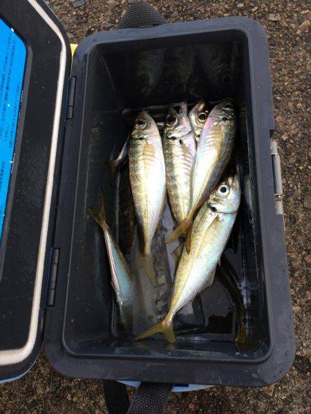 アジ釣り㉟