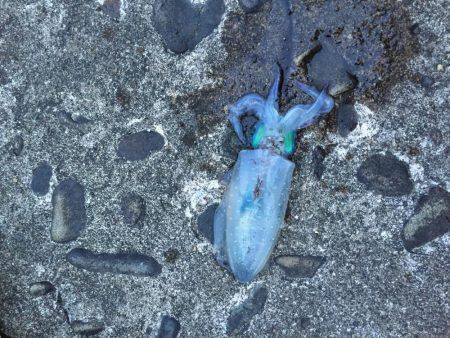 新子がいっぱい