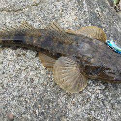 シーバス狙いからのマゴチ