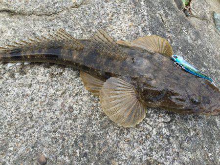 シーバス狙いからのマゴチ