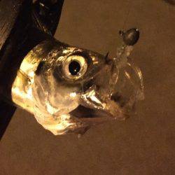 中アジいました〜☆