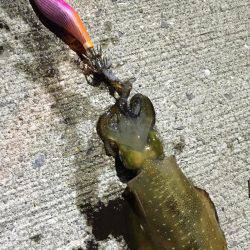 シャクリシャクリ&ライトライト