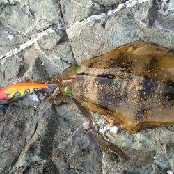 短時間エギング