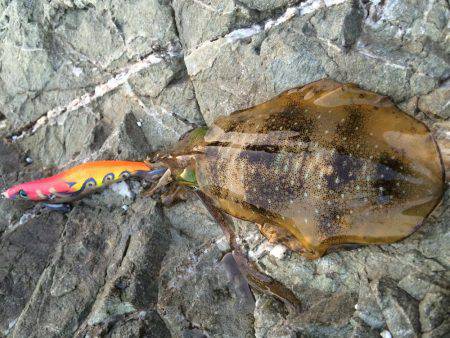 短時間エギング