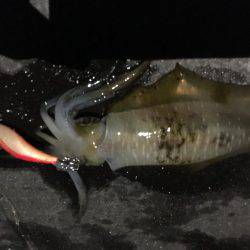 アオリイカ調査