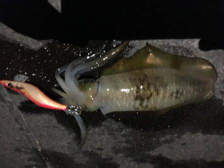 アオリイカ調査