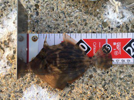 今年もついにカワハギが