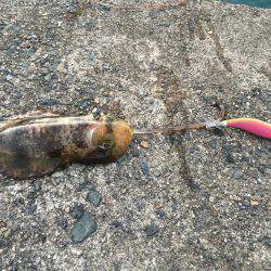 アオリイカとカマス開幕？