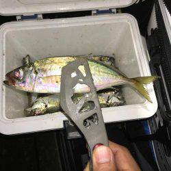 ナイトアジング