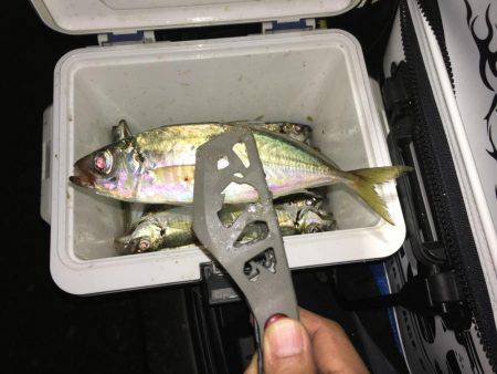 ナイトアジング