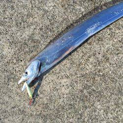 ポーアイ沖ライトショアジギング