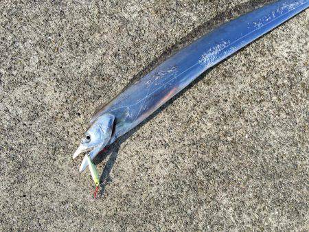 ポーアイ沖ライトショアジギング