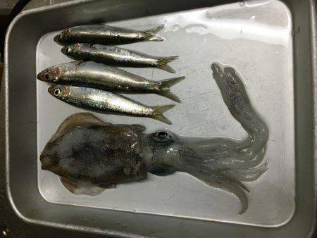 アオリ一杯だけ