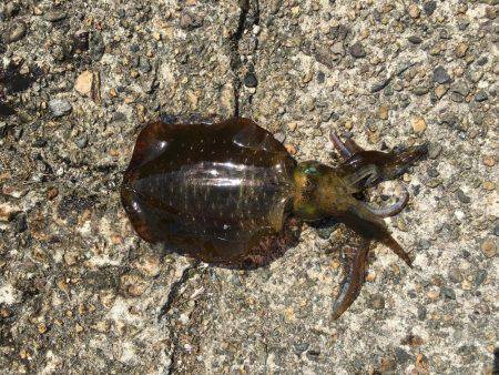 秋の新子エギング