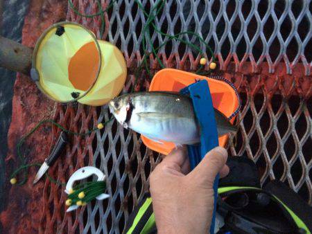 ウキ流しは惨敗も、なんとかアジをキープ