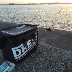 岸和田一文字釣行 タチウオは何処へ?