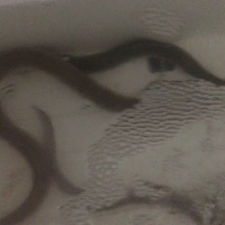 シーズンイン！