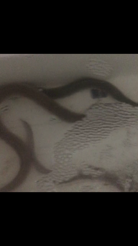 シーズンイン！