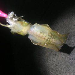 暴風でも行ってきました。